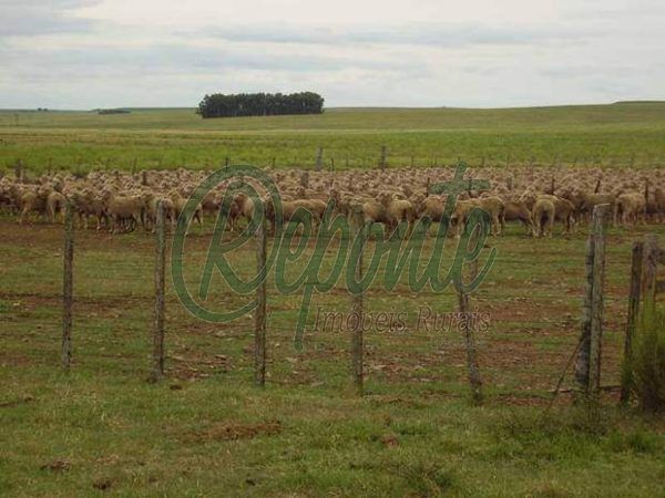Fazenda em Tacuarembó Uruguay