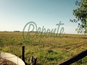 Fazenda em Alegrete