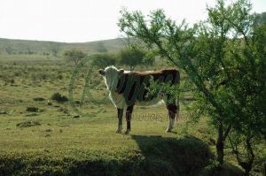 fazenda no Uruguai