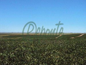 Fazenda para soja e arroz