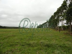 Fazenda em Arroio dos Ratos