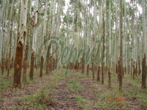 Fazenda em Rio Pardo