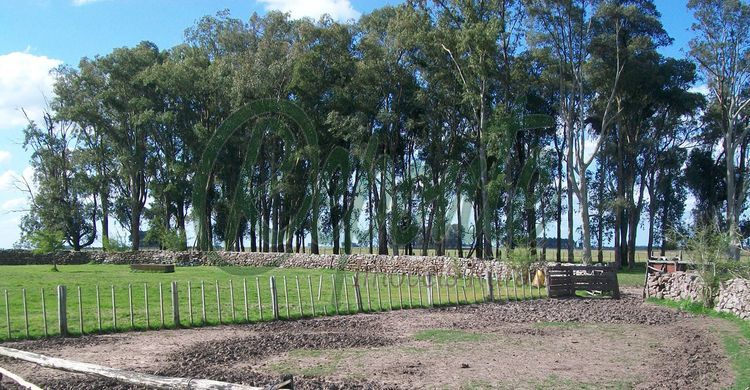 Fazenda no Uruguay