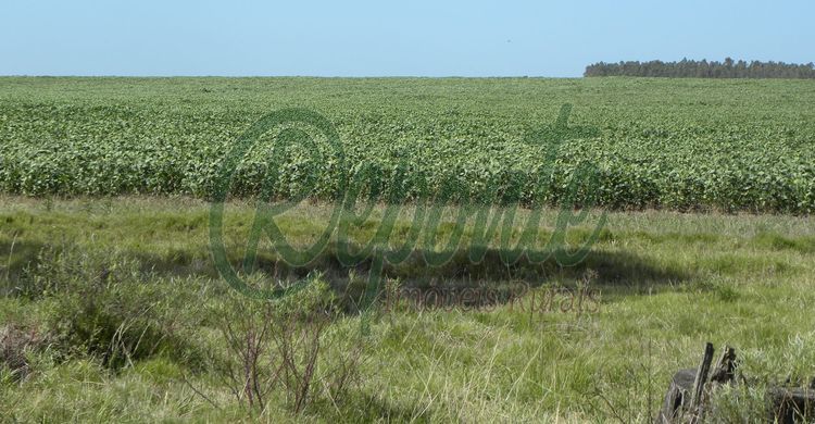 Fazenda no Uruguay