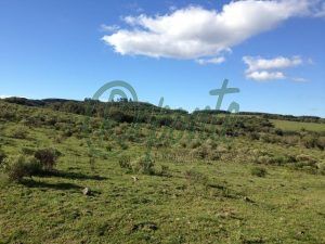 fazenda em Encruzilhada do Sul