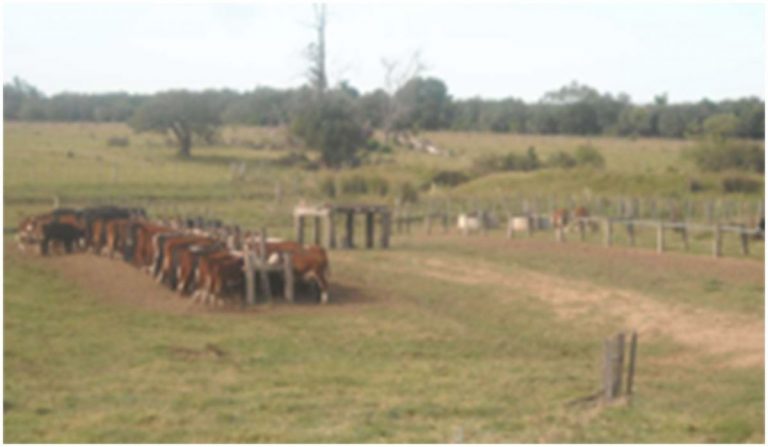 Fazenda em Treinta y Tres no Uruguay