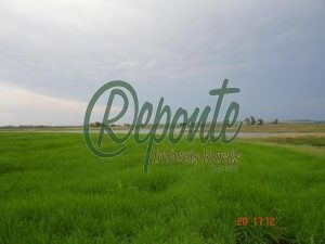 fazenda agriculturável em Rio Pardo