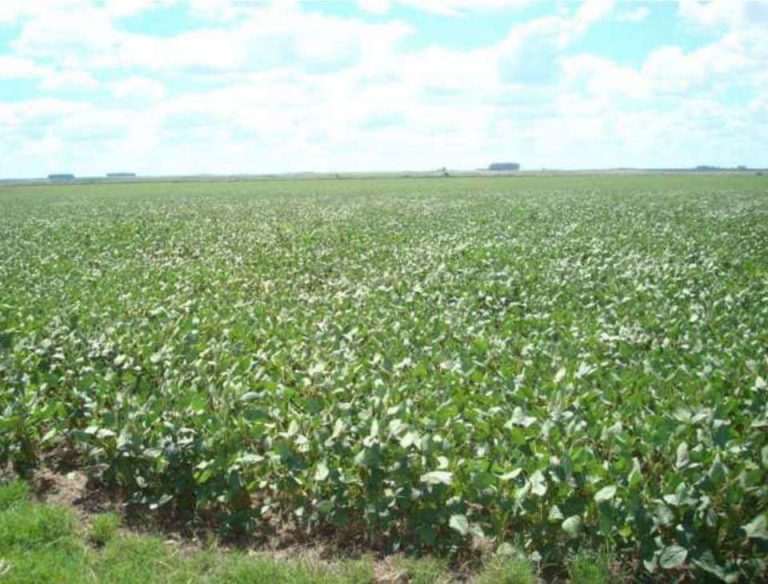 Fazenda Uruguay