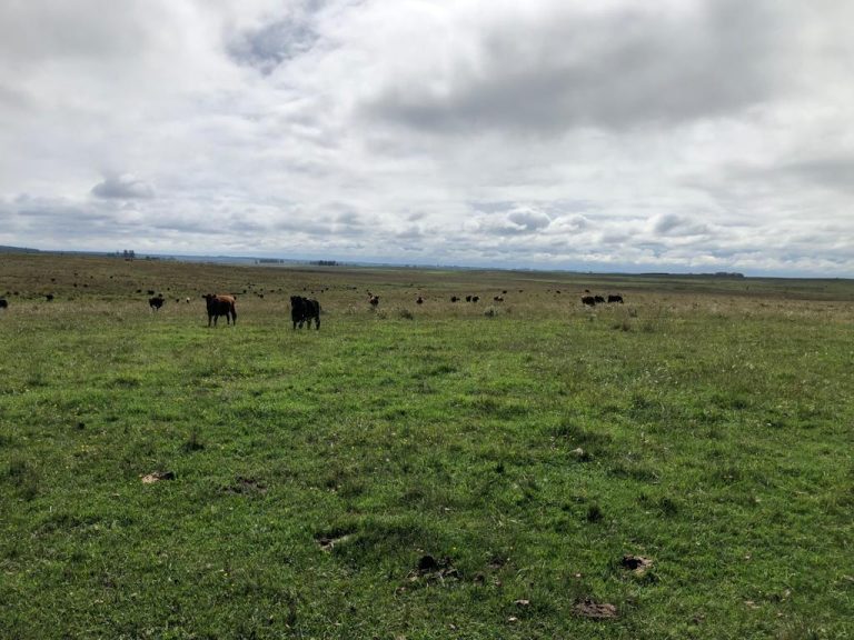 Fazenda no Uruguay – 600 hectares