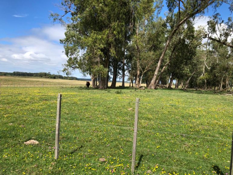 Fazenda no Uruguay – 600 hectares