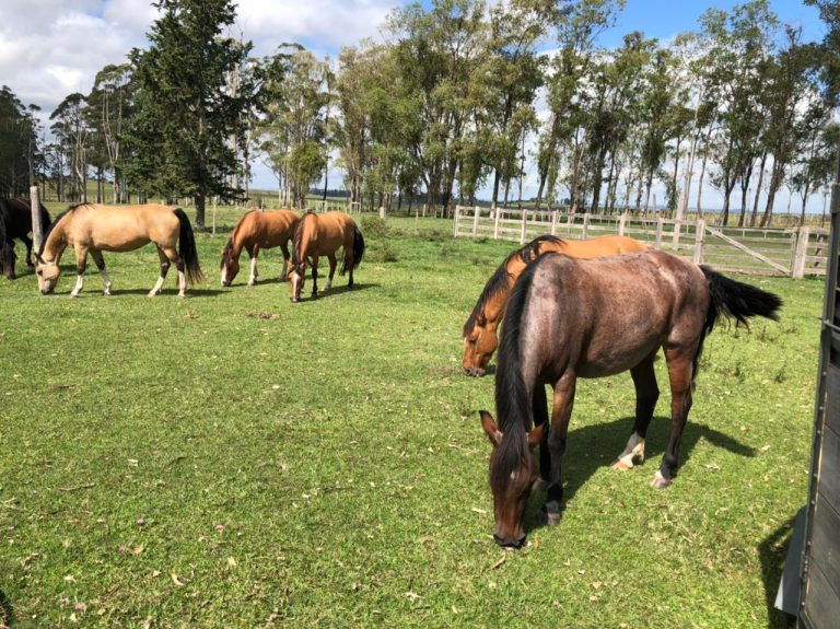 Fazenda no Uruguay – 600 hectares