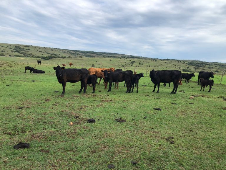 Fazenda em Cerro Largo – UY