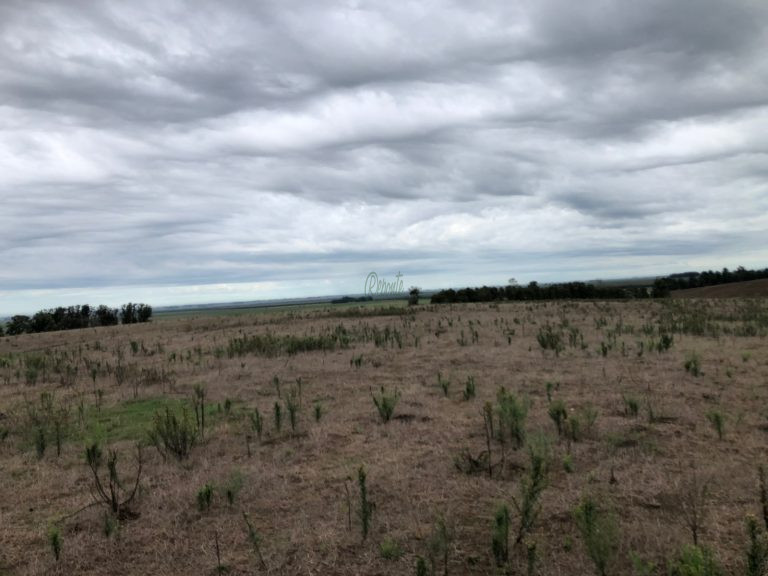 Fazenda em Cerro Largo/UY