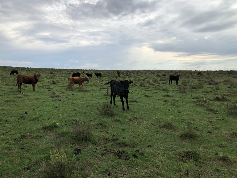 Fazenda em Cerro Largo/UY