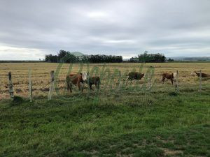 fazenda em aceguá - uy