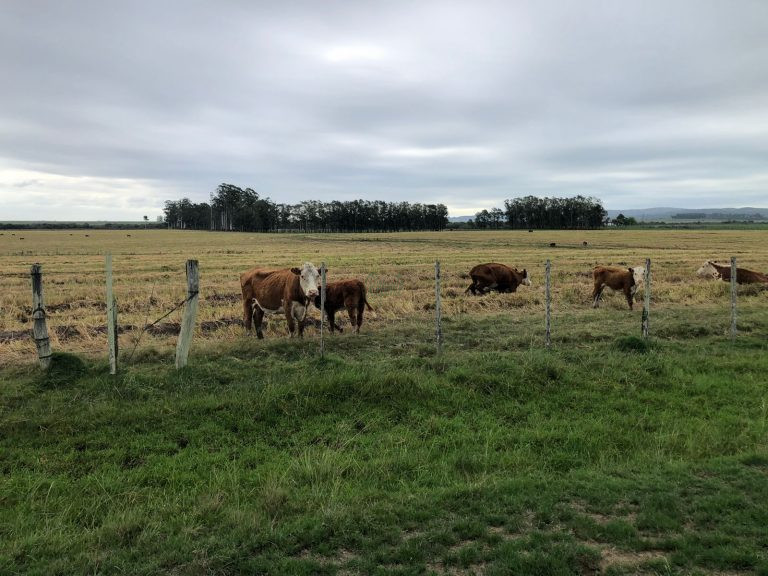 Fazenda em Aceguá – Uy