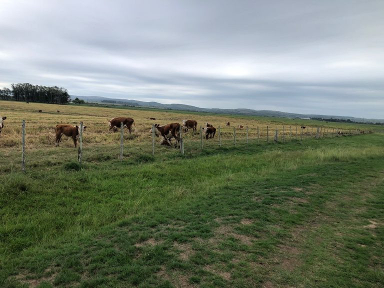 Fazenda em Aceguá – Uy