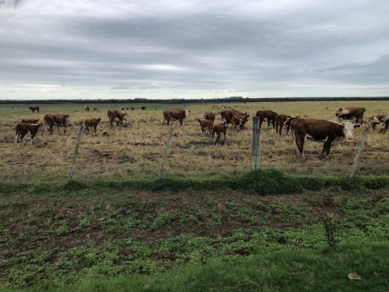 Fazenda em Aceguá – Uy