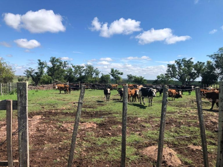 Fazenda em Artigas/Uruguay