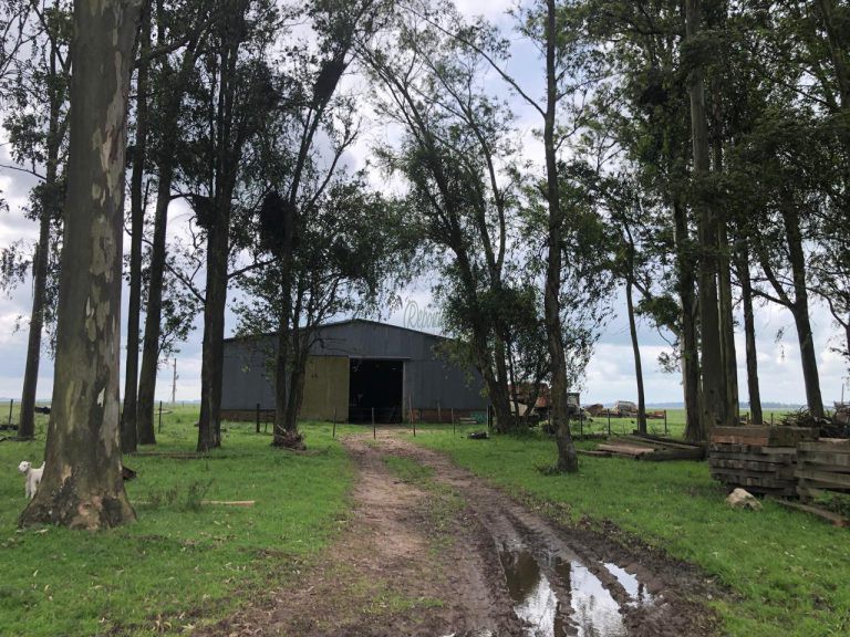 Fazenda em Rivera – 1100 hectares