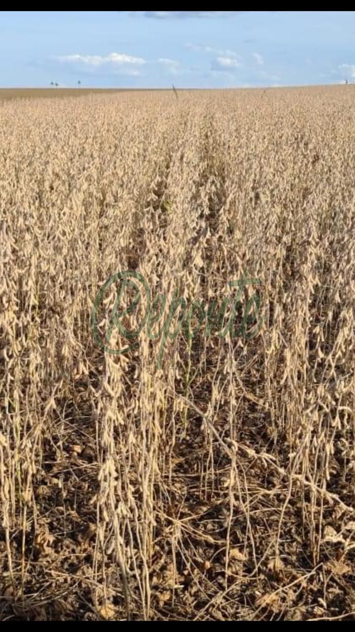 Fazenda em Pantano Grande com 410 hectares