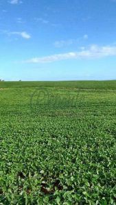 fazenda em pantano grande