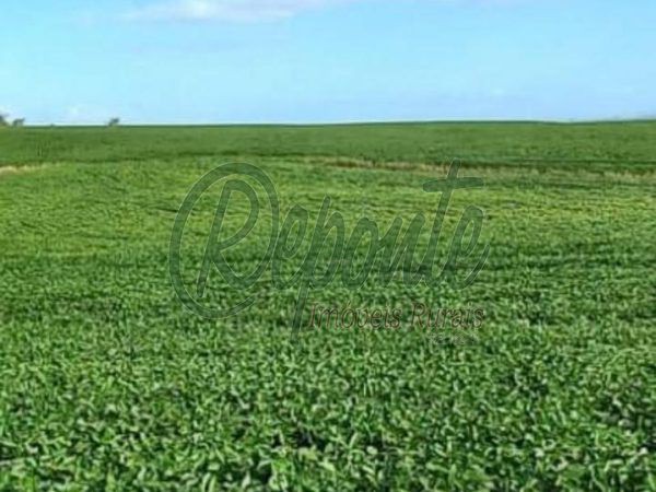 Fazenda em Pantano Grande com 410 hectares