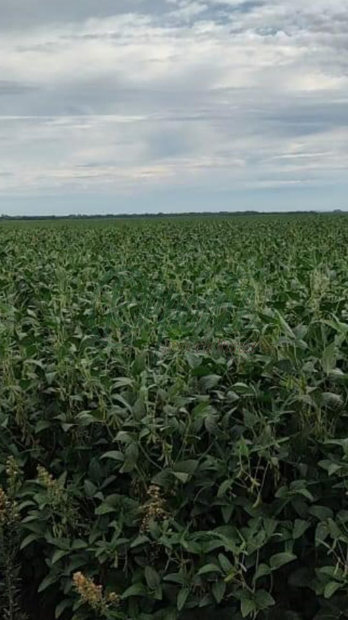 Fazenda em Pantano Grande com 410 hectares