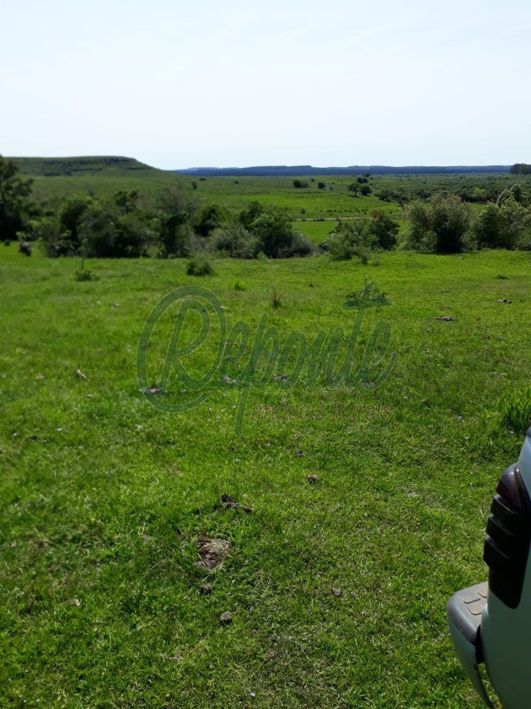 Fazenda em Tacuarembó/UY – 550 hectares