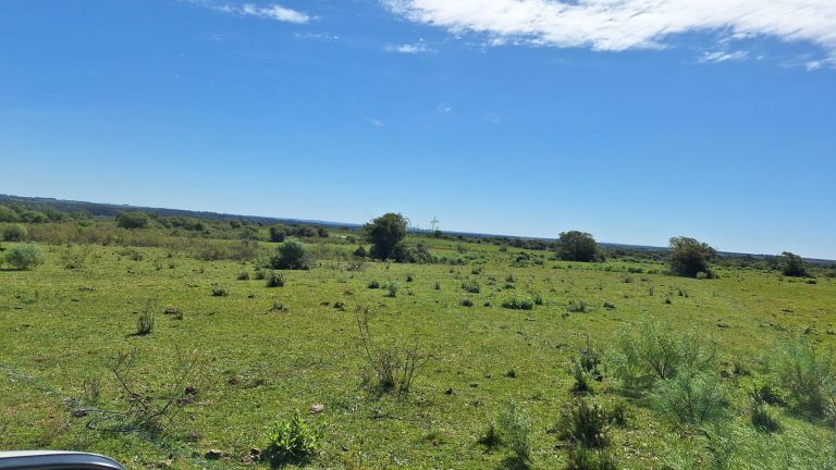 Fazenda em Tacuarembó/UY – 550 hectares