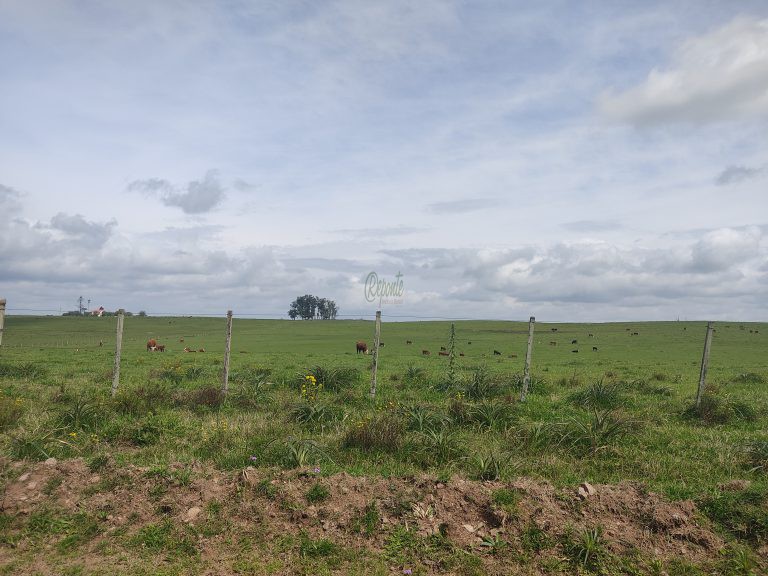 Fazenda em Rivera – Uruguai – 650 hectares