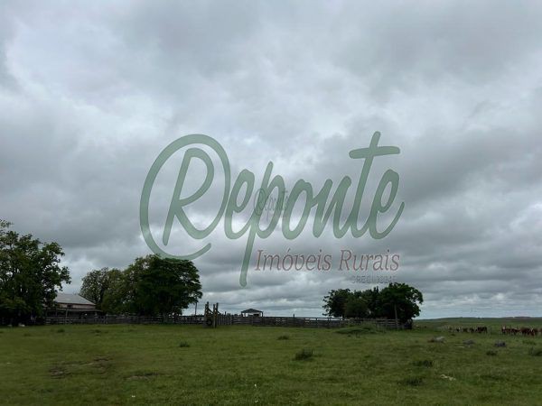 Fazenda de 1009 hectares em Tacuarembó