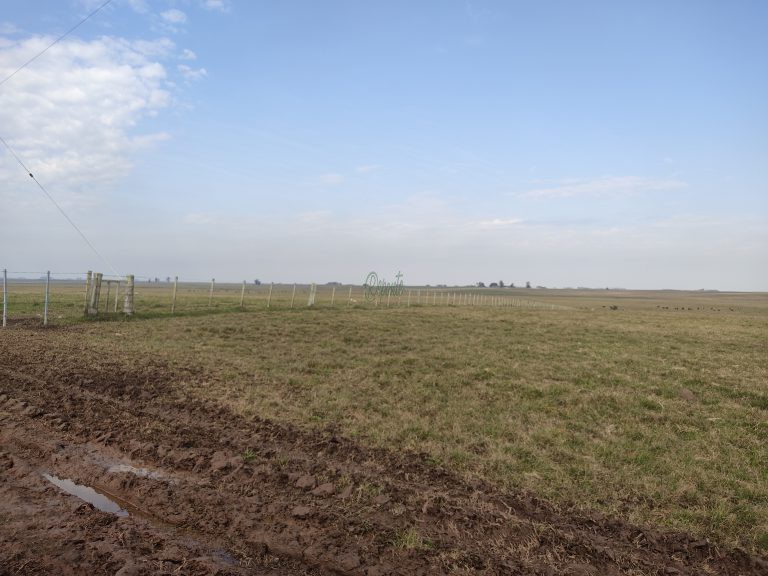 Estância de 1000 hectares em Tacuarembó