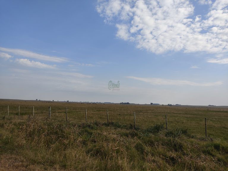 Estância de 1000 hectares em Tacuarembó