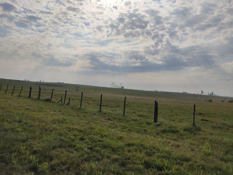 Estância de 1000 hectares em Tacuarembó