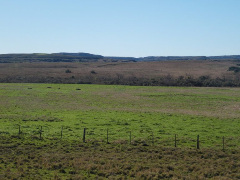 Fazenda em Rosário do Sul – 1760 hectares – agriculturável Fazenda em Rosário do Sul – 1760 hectares – agriculturável