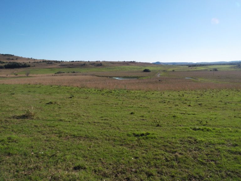 Fazenda em Rosário do Sul – 1760 hectares – agriculturável Fazenda em Rosário do Sul – 1760 hectares – agriculturável