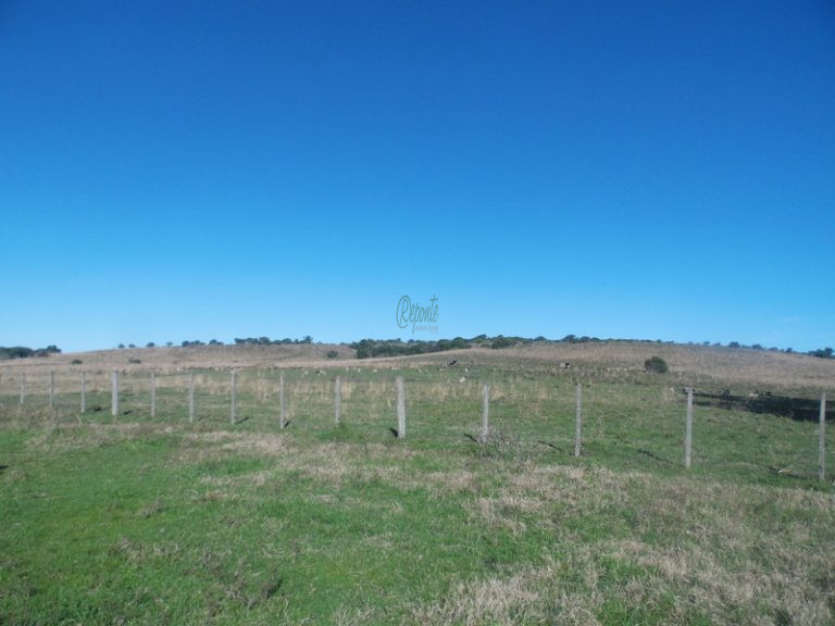 Fazenda em Rosário do Sul – 1760 hectares – agriculturável Fazenda em Rosário do Sul – 1760 hectares – agriculturável
