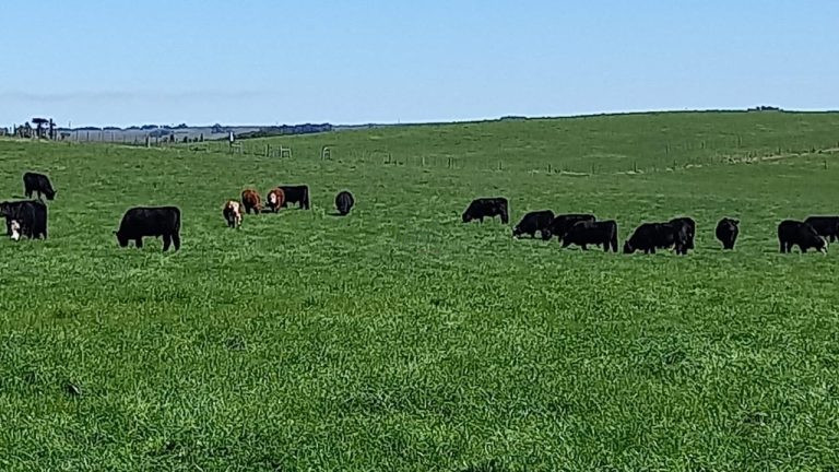 Fazenda em Tacuarembó – Porteira Fechada Fazenda em Tacuarembó – Porteira Fechada