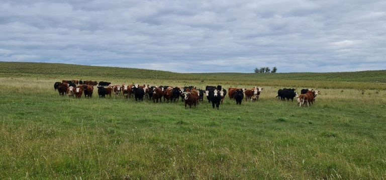 Fazenda em Tacuarembó – Porteira Fechada Fazenda em Tacuarembó – Porteira Fechada