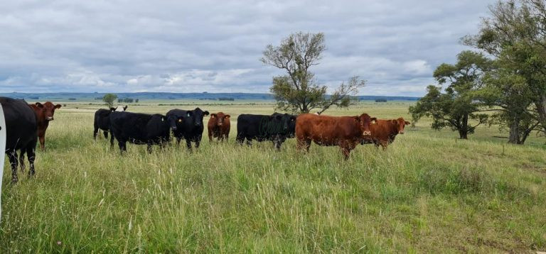 Fazenda em Tacuarembó – Porteira Fechada Fazenda em Tacuarembó – Porteira Fechada