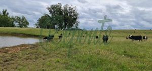 Fazenda em Tacuarembó