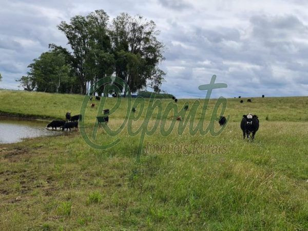 Fazenda em Tacuarembó – Porteira Fechada