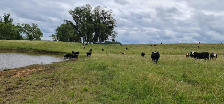 Fazenda em Tacuarembó – Porteira Fechada Fazenda em Tacuarembó – Porteira Fechada