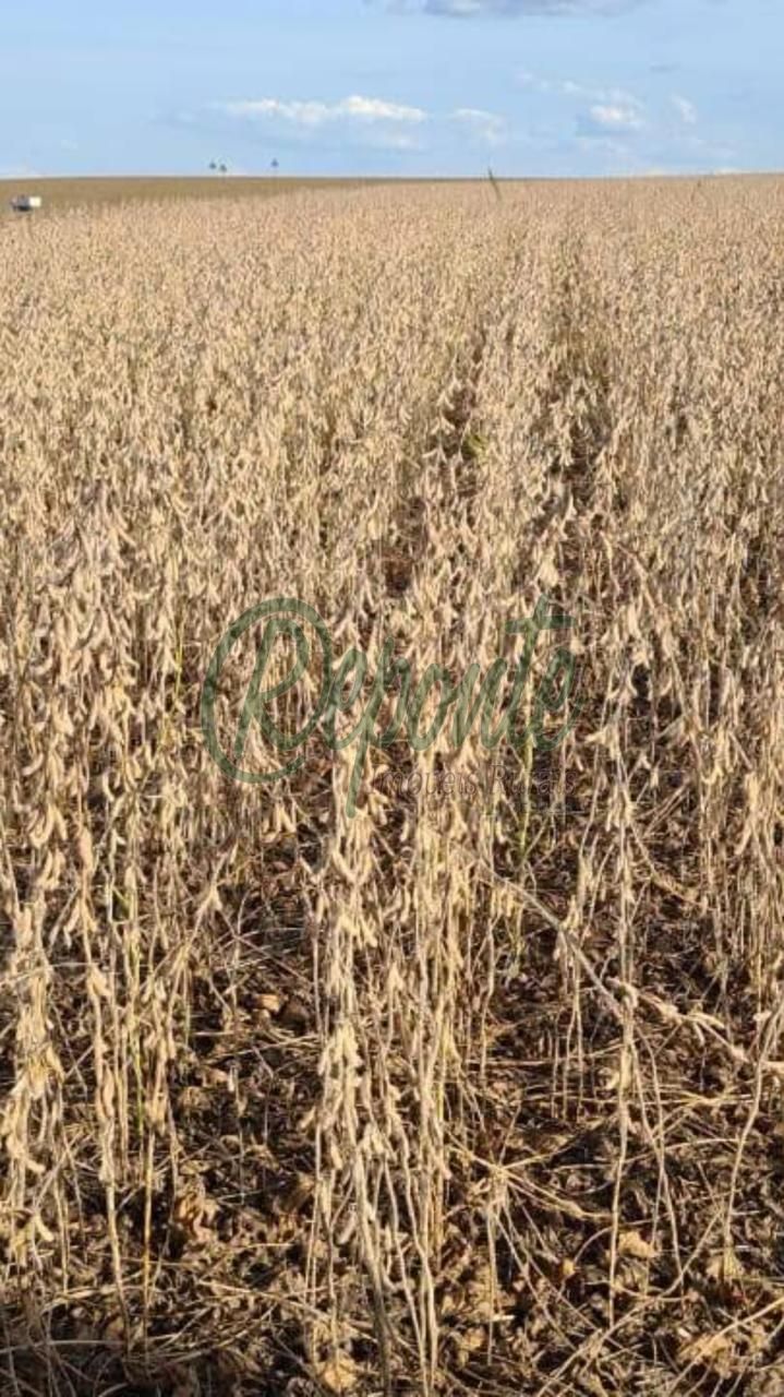 Fazenda à Venda em Cachoeira do Sul – RS: Oportunidade Única na BR-290