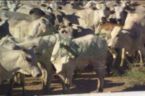Fazenda em Alto Paraguay – 61923 hectares Fazenda em Alto Paraguay – 61923 hectares