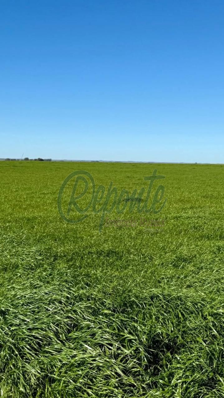 Fazenda à venda no Uruguai – Tacuarembó