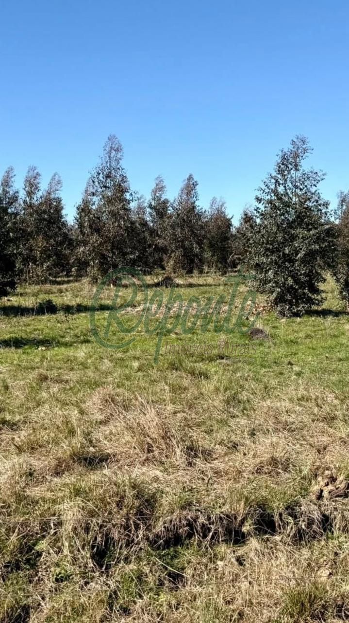 Fazenda à venda no Uruguai – Tacuarembó