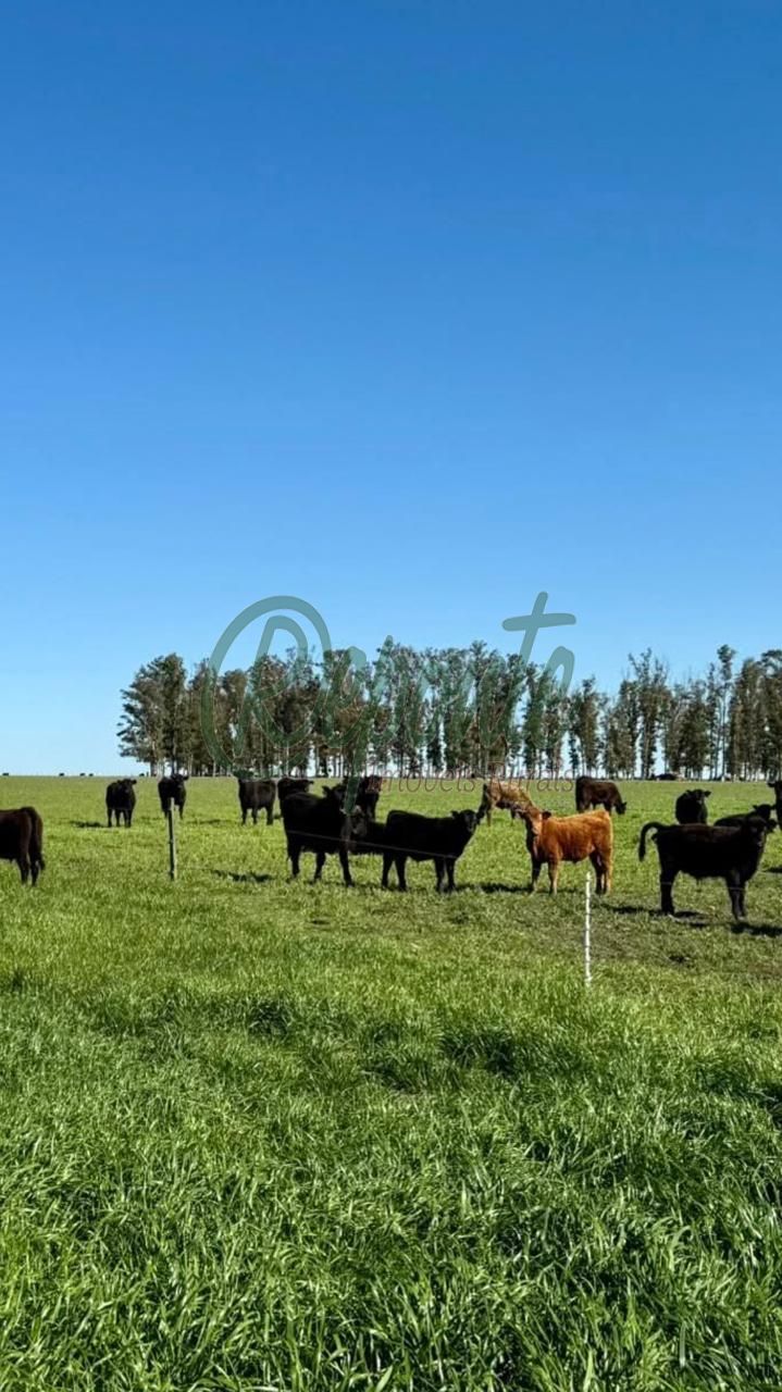 Fazenda à venda no Uruguai – Tacuarembó