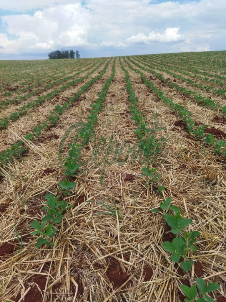 Fazenda em Encruzilhada do Sul: oportunidade para lavoura e pecuária